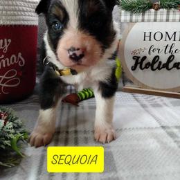 Border Collie Puppies from Stag Valley Homestead