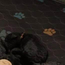 Sgaeyl - Black female Poodle puppy in Vail, Arizona from Semper Poodelis