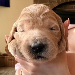 Princess Belle - Cream female Goldendoodle puppy in Puyallup, Washington from Dawnie’s Doodles