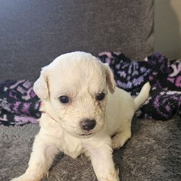 Turbo -red collar - White male Bichon Frise puppy in Carthage, Missouri from Cooley's Cuddle Pups