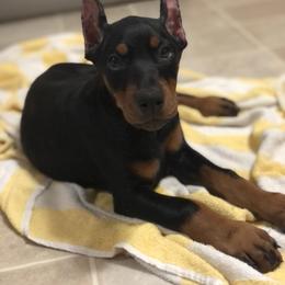 Doberman Pinscher and Labrador Retriever Puppies from Mississippi K9 Kennel