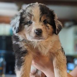 Australian Shepherds from Pfeiffer Family Aussies