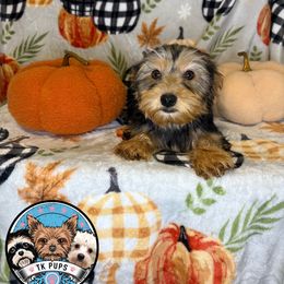 Traditional Boy - Black and gold male Yorkshire Terrier puppy in Rochester, New York from TK PUPS