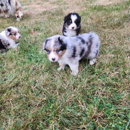 Australian Shepherd and Golden Retriever Puppies from Barking Creek Ranch