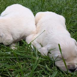 Hazelnut - Light golden female Golden Retriever puppy in Lakeside, Arizona from Tall Pines Goldens