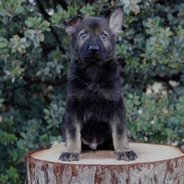 Lux - Sable male German Shepherd puppy in Coarsegold, California from Yosemite Shepherds