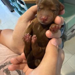 Saturn - Chocolate and tan female Dachshund puppy in Delta, Utah from Dix n’ Dot Dachshunds