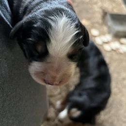 Timmy - Black rust and white male Bernese Mountain Dog puppy in Falls Mills, Virginia from Buck’s Bernese