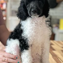 Poodle Puppies from Kirsten Kenning's Standard Poodle