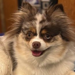 Zephyr - Pomeranian