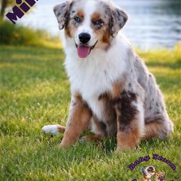 Mikey Mo - Miniature Australian Shepherd