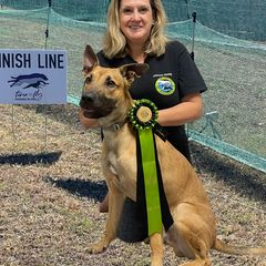"Juan loves to run !" Peruvian Inca Orchid All Grown Up from Calypso Kennel