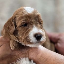 Irving - Red male Bernedoodle puppy in Blanco, Texas from Texas Hill Country Sheepadoodles & Bernedoodles