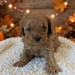 Lace - Red female Cockapoo puppy in Sparta, Missouri from Sis' Doodles & Poodles
