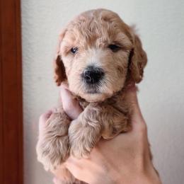 Honey - Cream female Goldendoodle puppy in Auburn, California from Golden Acre Doodles
