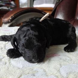 CAPONE - Black male Poodle puppy in Aurora, Colorado from Simply Amazing Doodles