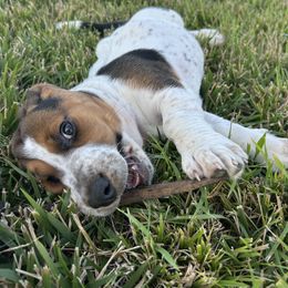 Puppy Girls - Black white and brown female Basset Hound puppy in Centralia, Missouri from TopCrop Bassets