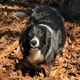 Kassie - Australian Shepherd