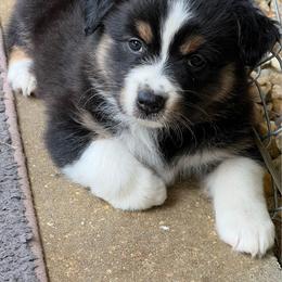 Jules - Black tri-color female Australian Shepherd puppy in Magee, Mississippi from Paint ByNumbers Ranch
