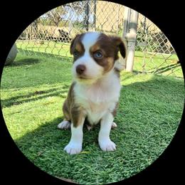 Ryan - Red tri male Toy Australian Shepherd puppy in Snowflake, Arizona from Halfpint Aussies