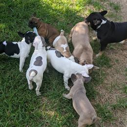 French Bulldog Puppies from G & K Frenchies LLC