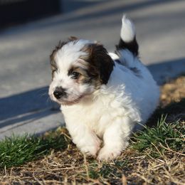 Tabby Girl 3 - White and tan female Russell Terrier puppy in Middletown, Virginia from DBF Russell Terriers