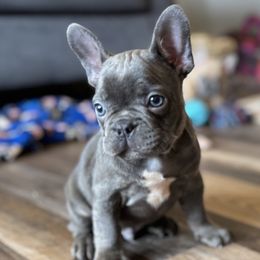 Caspian - Blue French Bulldog puppy in Stanchfield, Minnesota from Sunshine's French Bulldogs