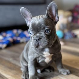 Caspian - Blue French Bulldog puppy in Stanchfield, Minnesota from Sunshine's French Bulldogs