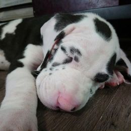 Great Dane Puppies from Johnson's Great Danes