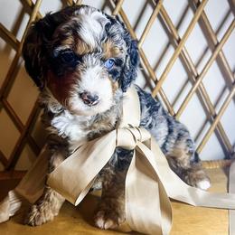 Bernedoodles from Woodland Bernedoodles