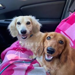 Dachshund puppies from KCM Doxies