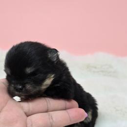 Lilly - Black and tan female Pomeranian puppy in Los Angeles, California from Pommies of LA