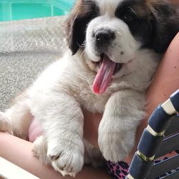 Elsbeth - Saint Bernard