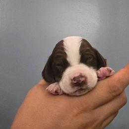 Red collar male - Liver and white male German Shorthaired Pointer puppy in New York from Bishop Kennels