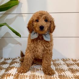 Blue Collar boy - Apricot male Goldendoodle puppy in Charlestown, Indiana from Mini Goldendoodle Paws 🐾