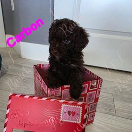 Carbon - Brown and white female Aussiedoodle puppy in Loveland, Colorado from A&L Ranch Aussiedoodles