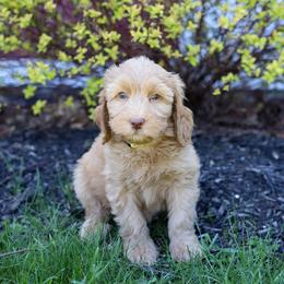Yellow - Caramel red female Australian Labradoodle puppy in Williamstown, New York from Lewis Manor Labradoodles
