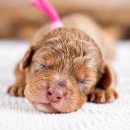 Willow - Chocolate merle female Bernedoodle puppy in Erda, Utah from Country Lane Doodles
