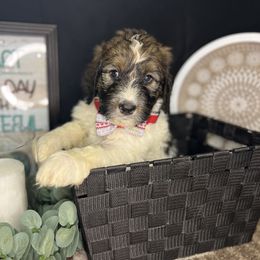 Mocha Peanut Butter Delight - Goldendoodle puppy in Charlotte, North Carolina from Ben and Jerry Doodles