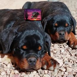 Rottweiler Puppies from Sunset State Rotts