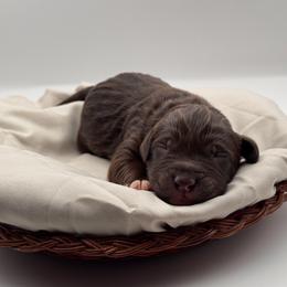 Wrangler - Brown and white male Aussiedoodle puppy in Claremont, North Carolina from Magnolia Grove Farms