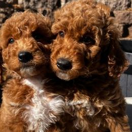 Goldendoodles from Serrano Pups