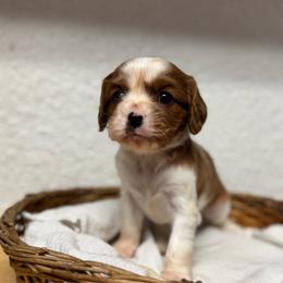 Mr. Yellow - Blenheim male Cavalier King Charles Spaniel puppy in Port Richey, Florida from Sunshine State Cavaliers