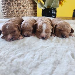 Cavapoo and Poodle Puppies from Blue Meadow Puppies