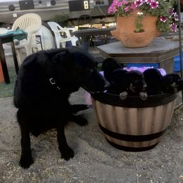 German Shepherd Puppies from War Cry German Shepherds