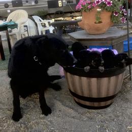 German Shepherd Puppies from War Cry German Shepherds