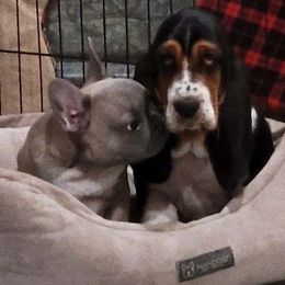 Basset Hounds from Sugar Hills Basset Hounds