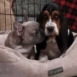 Basset Hounds from Sugar Hills Basset Hounds