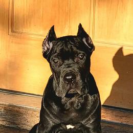M1 - Black male Cane Corso puppy in Chisago City, Minnesota from Twin Cities Cane Corso