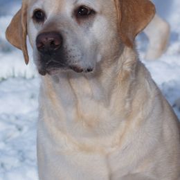 Labrador Retrievers from Cold Creek Farms